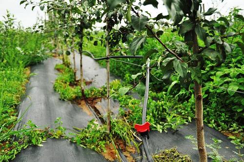 蘋(píng)果園水肥一體化技術(shù)有哪些要點(diǎn)？